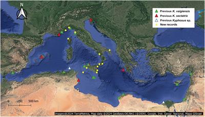 Chronicles of Kyphosus in the Mediterranean Sea: new records and complete mitogenomes support the scenario of one expanding fish species